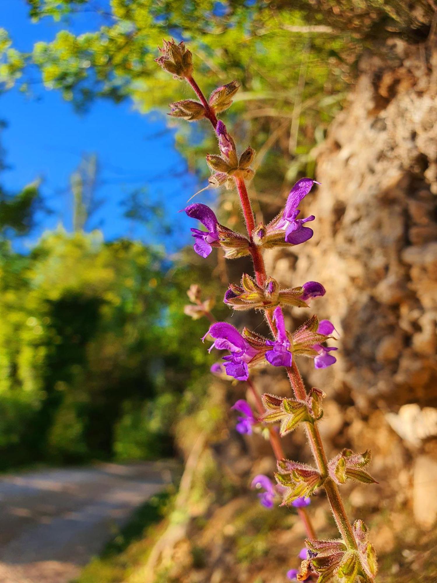 Violeta Hvar Đảo Hvar Ngoại thất bức ảnh