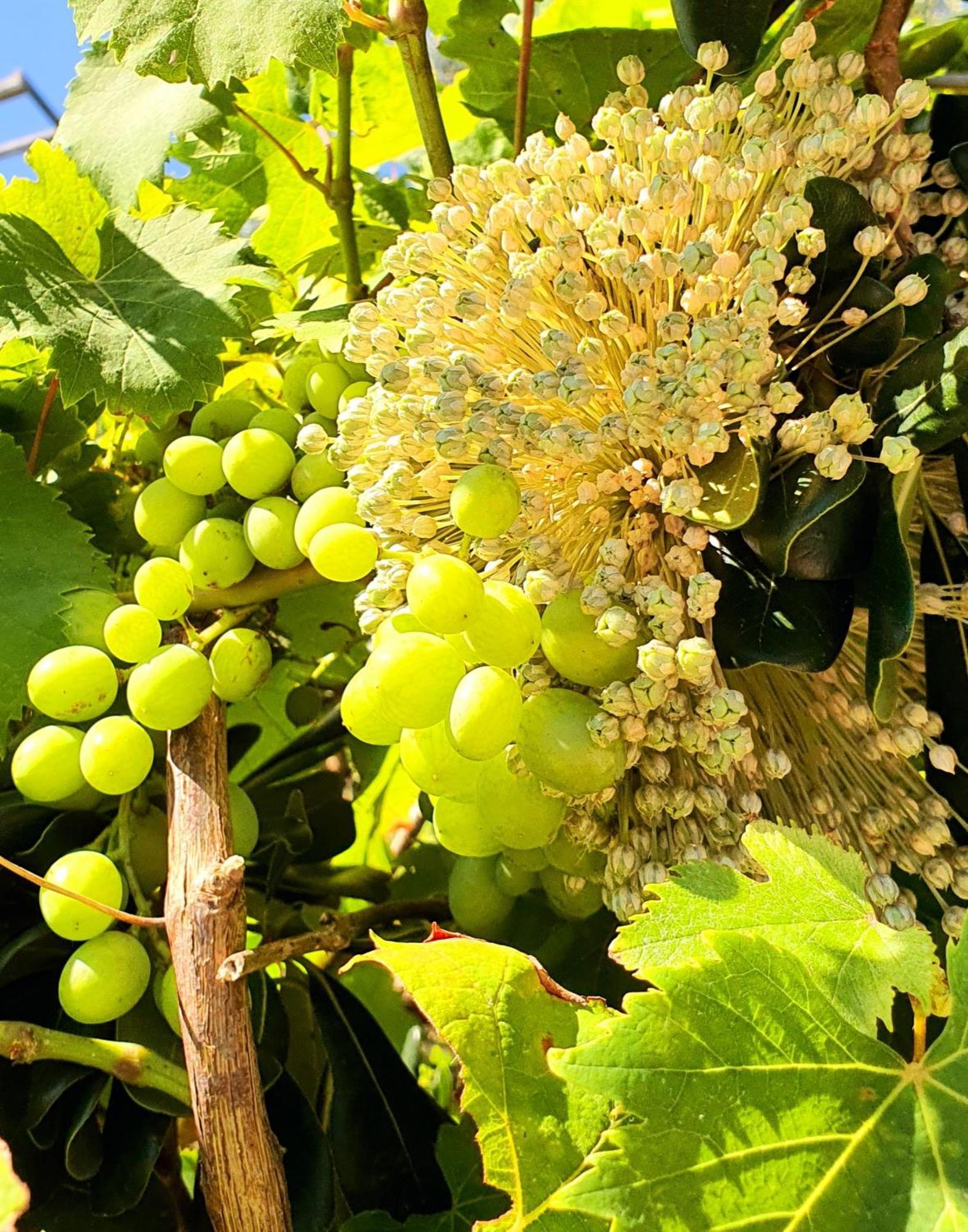 Violeta Hvar Đảo Hvar Ngoại thất bức ảnh